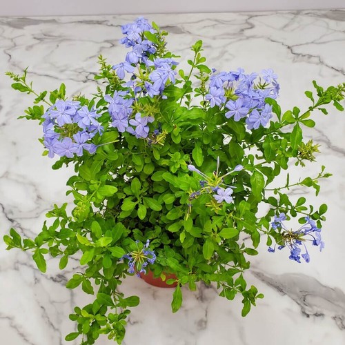 Plumbago plant plants - plumbago,