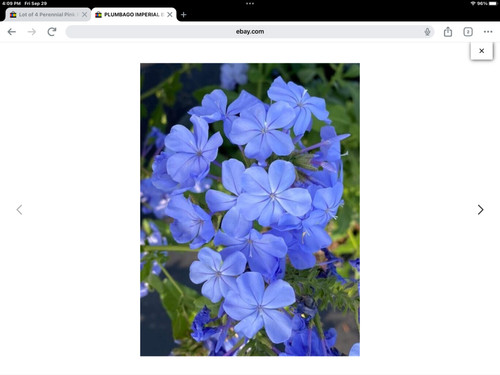 New imperial blue - imperial,