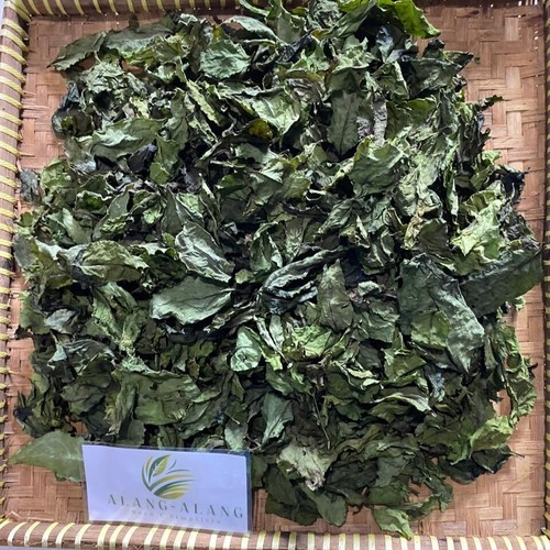 Daun encok plumbago - encok,