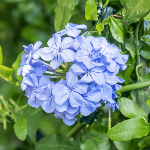 Cape plumbago sky blue - cape,