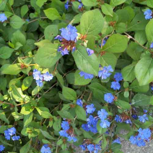 Hardy plumbago ceratostigma - -,